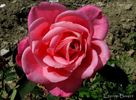 Souvenir de Madame C. Chambard rose photo