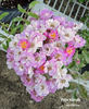 Petite Marcelle rose photo