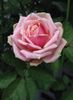 Eden Romantica ® rose photo