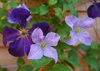 Emilia Plater clematis photo