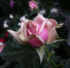 Eden Romantica ® rose photo