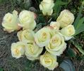 Aubade® rose photo