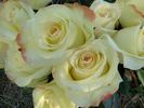 Aubade® rose photo
