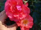 Clarion Call rose photo
