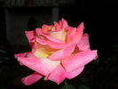 Grand Opera rose photo