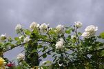 Snowbird, Cl. rose photo
