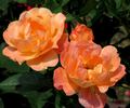 Southampton rose photo