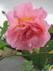 Peggy Bell rose photo