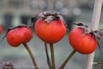 Dancing Queen rose photo