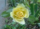 City Livery rose photo