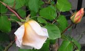 Souvenir de Madame Boullet, Cl. rose photo