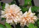 Souvenir de Madame Boullet, Cl. rose photo