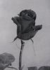Saffo rose photo
