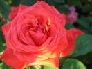 Arabian Nights rose photo