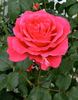 Grace Queen rose photo