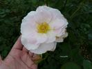 Marinette rose photo