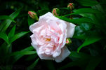 Dr. Van Fleet rose photo