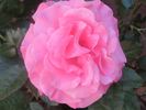 Pleasure rose photo