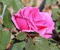 La France de '89 rose photo