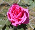 La France de '89 rose photo