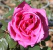 La France de '89 rose photo