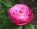 Cento Qaranta rose photo