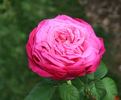 Cento Qaranta rose photo
