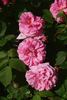 Auli rose photo