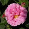 Auli rose photo
