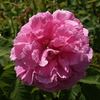 Auli rose photo