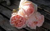 Cressida rose photo