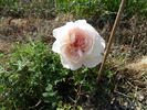 Abricoté rose photo