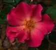Excite rose photo