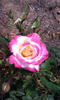 Luscious Lucy ™ rose photo