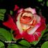 Double Perfection ™ rose photo