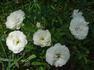 Summer Snow rose photo