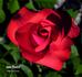 Jane Pauley rose photo