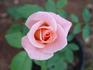Cupid's Charm rose photo
