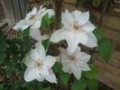 Mrs. George Jackman clematis photo