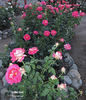 Trump Card ™ rose photo