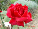 Böhm Senior rose photo