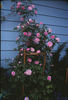 Betty Bland rose photo