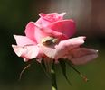 Esther Geldenhuys rose photo