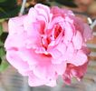 J. Otto Thilow, Cl. rose photo
