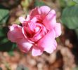 J. Otto Thilow, Cl. rose photo