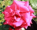 Queen o' the Lakes rose photo
