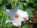 Dainty Bess, Cl. rose photo