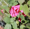 La France de '89 rose photo