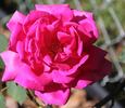 La France de '89 rose photo