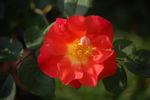 CHEworangemane rose photo